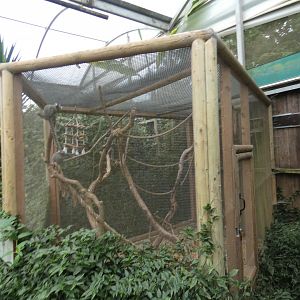 Common marmoset enclosure in tropical house
