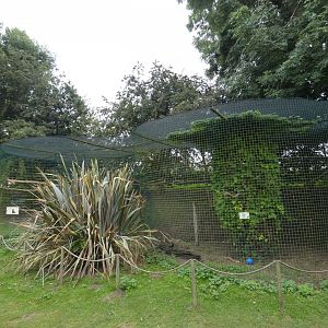 Striated caracara aviary