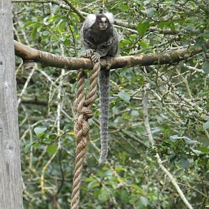 Common marmoset