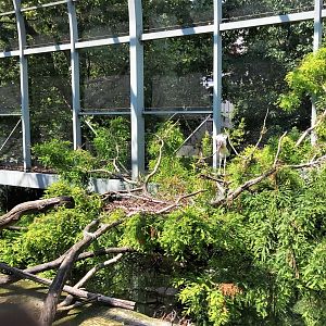 Marabou nesting area