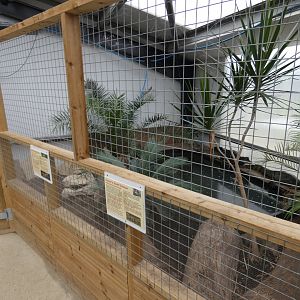 Cuvier's dwarf caiman and Spectacled caiman enclosure (Johnson's of Old Hurst)