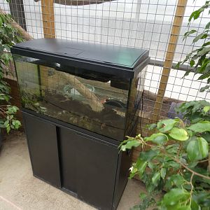 Roti island snake island enclosure (Johnson's of Old Hurst)
