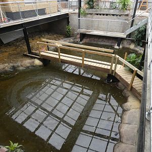 Saltwater crocodile enclosure (Johnson's of Old Hurst)