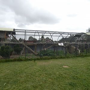 Asian leopard cat enclosure (Johnson's of Old Hurst)