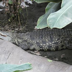 Nile crocodile (Johnson's of Old Hurst)