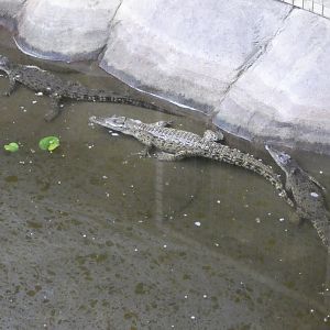 Saltwater crocodile (Johnson's of Old Hurst)