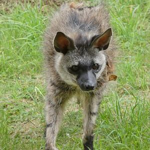 Southern aardwolf