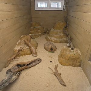 Fat sand rat enclosure