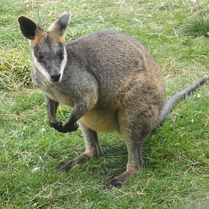 Swamp wallaby