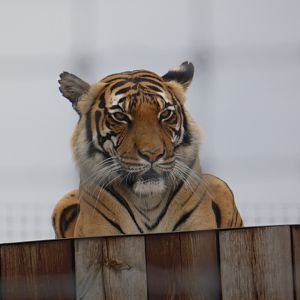 Malaysian tiger