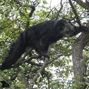 Binturong in tree