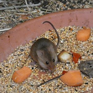 European harvest mouse