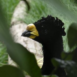 Daubenton's curassow