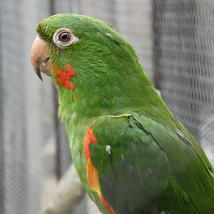 Cuban conure