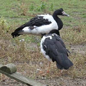 Magpie geese