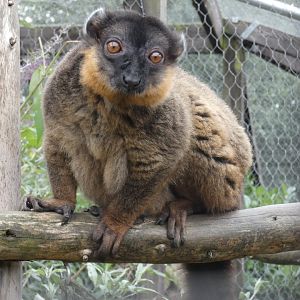 Collared lemur