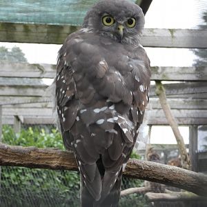 Barking owl