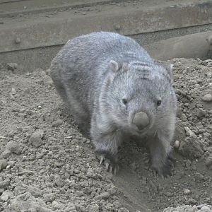 Common wombat