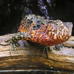 Chinese crocodile lizard