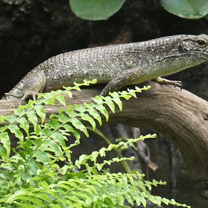 South-Eastern girdled lizard