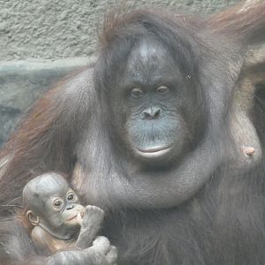 Bornean orang-utans