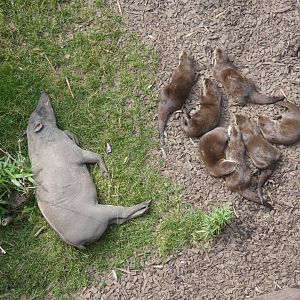 Babirusa and Asian short-clawed otters