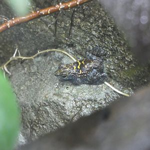 Bornean rock frog