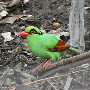 Javan green magpie