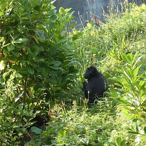 Sulawesi crested macaque