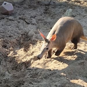 Aardvark