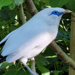 Bali starling