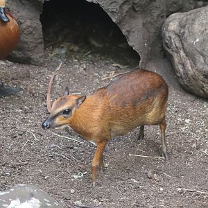 Tropic Zone - Malayan Chevrotain - Ruddy Shelduck