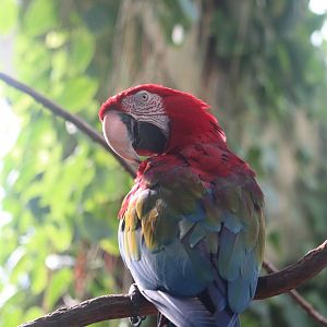 Tropic Zone - Green-Winged Macaw