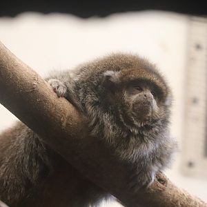 Tropic Zone - Bolivian Gray Titi