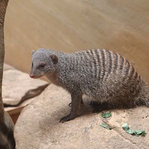 Tropic Zone - Banded Mongoose