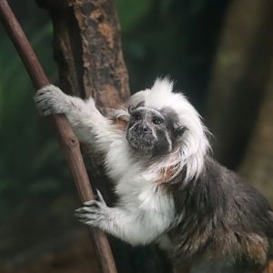 Tropic Zone - Cotton-Top Tamarin
