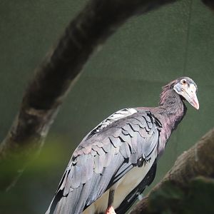 Tropic Zone - Abdim's Stork