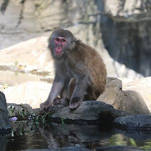 Temperate Territory - Snow Monkey