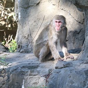 Temperate Territory - Snow Monkey