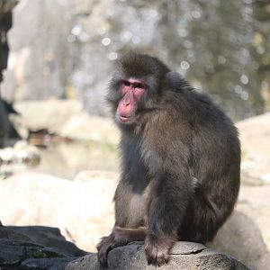 Temperate Territory - Snow Monkey
