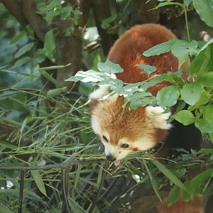 Temperate Territory - Red Panda