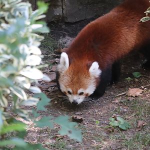Temperate Territory - Red Panda