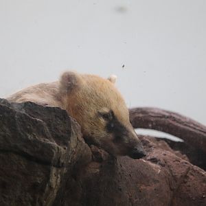 Tropic Zone - Southern Coati