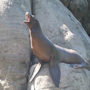 Sea Lion Pool - California Sea Lion
