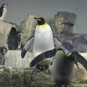 Polar Circle - King Penguin