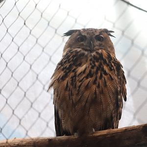Central Park Zoo - Eurasian Eagle Owl