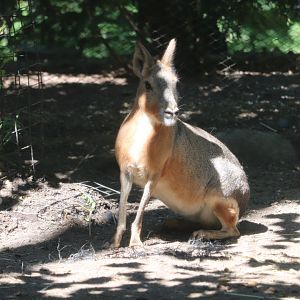 Tisch Children's Zoo - Patagonian Cavy