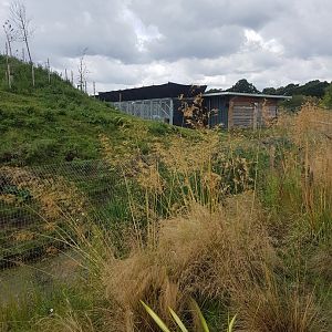 YWP Gelada Monkey House