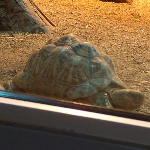 Burmese Star Tortoise