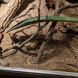 Western Hognose Snake Enclosure
